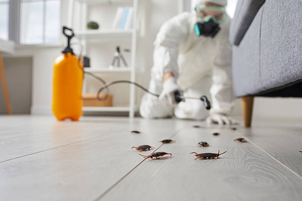 Post-Treatment Bed Bug Interceptor Monitoring in Norton Shores